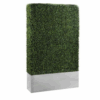 Boxwood Hedge