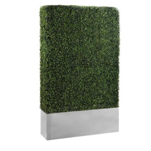 Boxwood Hedge
