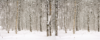 Winter Trees Backdrop (30' x 12')