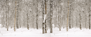 Winter Trees Backdrop (30' x 12')