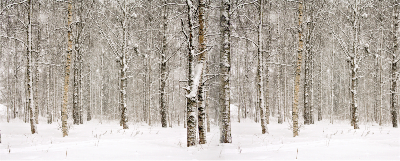 Winter Trees Backdrop (30' x 12')