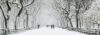 Winter NYC Central Park Backdrop #2 (40' x 14')