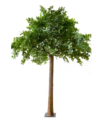 Faux 12' Dark Green Eucalyptus Tree