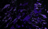 Black & Purple Ink Splatter (Right) Backdrop